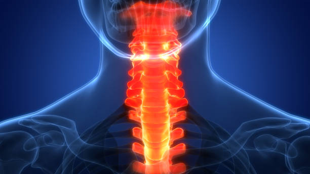 istock Spinal Cord Vertebral Column of Human Skeleton System Anatomy 1413455251