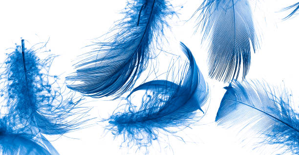 istock blue duck feathers on a white isolated background 1413455296