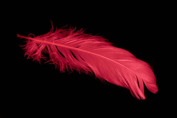 istock a red goose feather on a black isolated background 1413455348