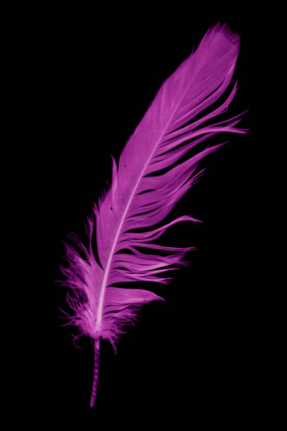 istock violet feather goose on a black isolated background 1413455361