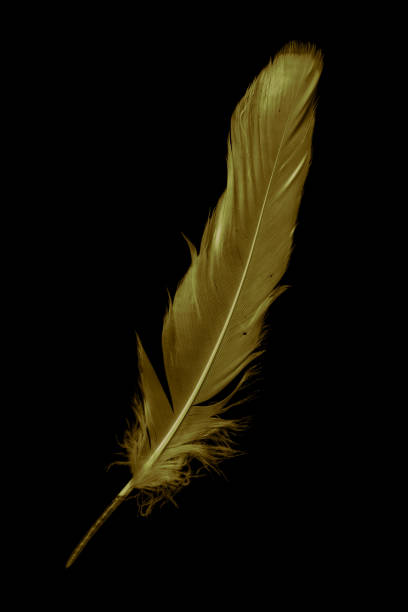 istock gold feather goose on a black isolated background 1413455363