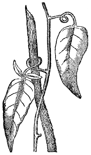 Potato Climber vine (Solanum laxum) leaf petiole twining around a stick. Vintage etching circa 19th century.