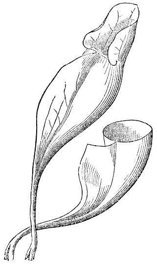 Purple Pitcher plant (Sarracenia purpurea) leaf pitcher trap and one with top section removed. Vintage etching circa 19th century.