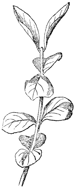 Spindle tree (Euonymus) branch with opposite phyllotaxis leaf pattern. Vintage etching circa 19th century.