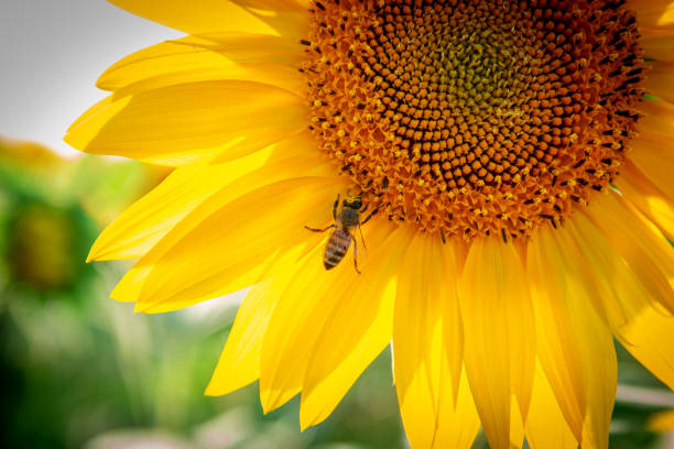 istock A bee collecting pollen on a sunflower in close-up. 1413456019
