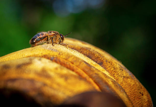Bee drones close-up. Beehives in the apiary