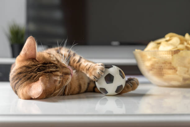 istock Bengal cat plays with a small soccer ball. 1413456613