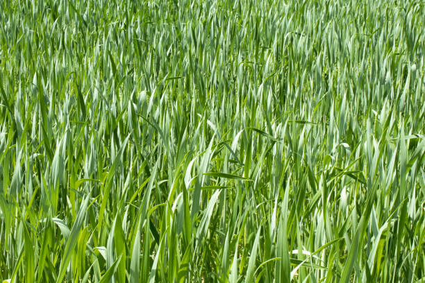 istock Plantation of plants, field sown with corn 1413457331