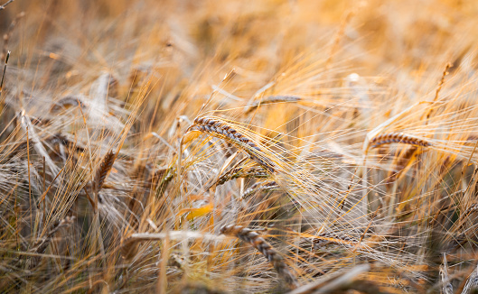 Closeup of a rye field while sunset