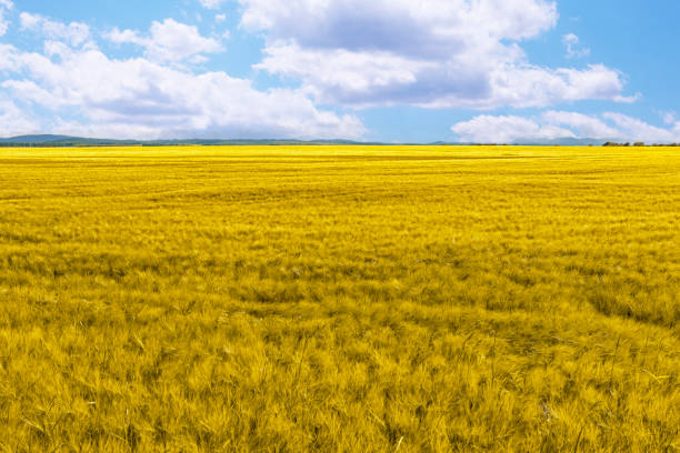 A field with rape and a red and white cow barn