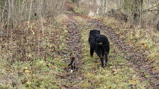 Domestic cat and dog walking along the wood path in autumn.