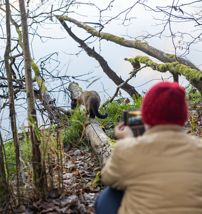 Pet owner taking photo of Siamese cat walking along the log near the river in autumn.