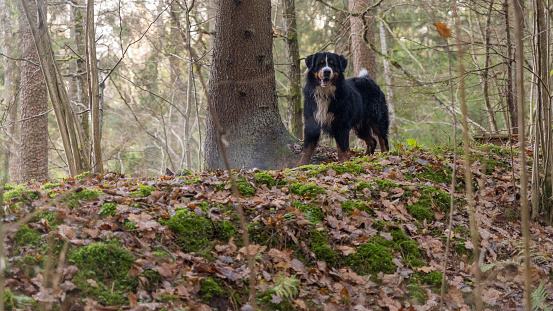 Domestic Bernese Mountain dog walking through the forest in autumn.