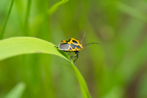 istock A small yellow beetle with black spots on its back walking on a blade of grass 1413458511