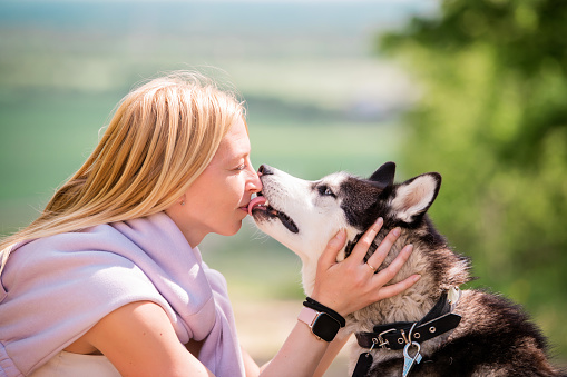 siberian husky licks in the face of his mistress, who hugs him against the backdrop of forest road on a sunny day.
