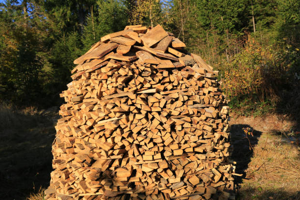 a pile of firewood in a meadow in the forest