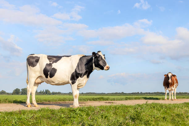 cow milk cattle black and white, standing on a path, holstein cattle, a blue sky and horizon over land in the netherlands - animal nipple agriculture selective focus black and white imagens e fotografias de stock