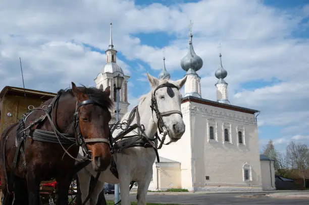 Harnessed horses against beautiful orthodox church in Suzdal city, Russia