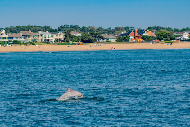 наблюдение за дельфинами в вирджиния-бич - 4595 стоковые фото и изображения