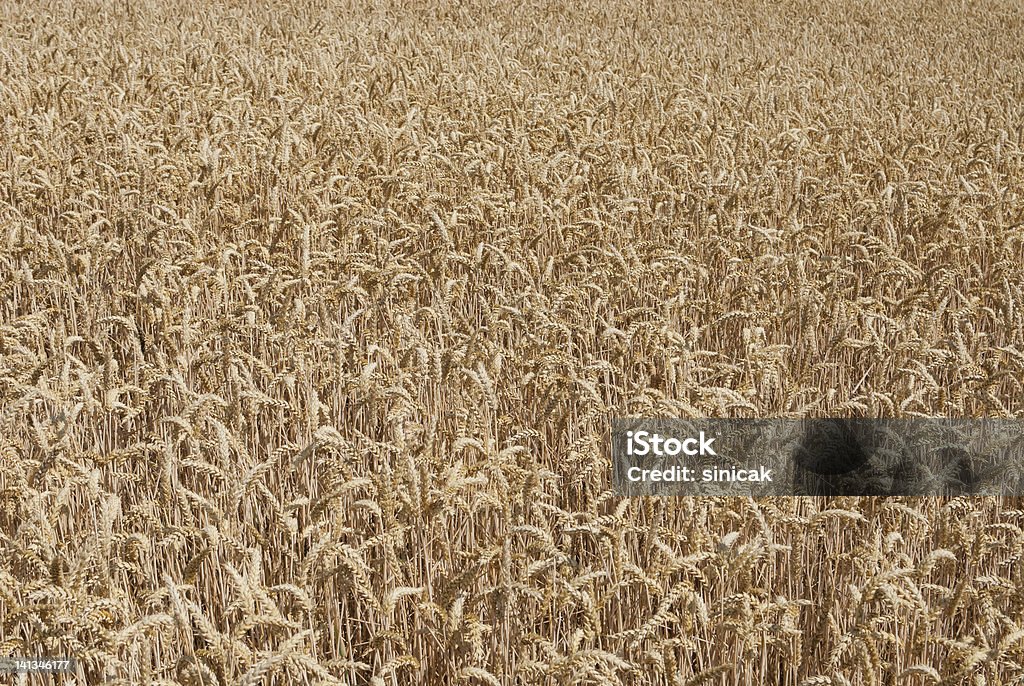 Wheat field Agricultural Field Stock Photo