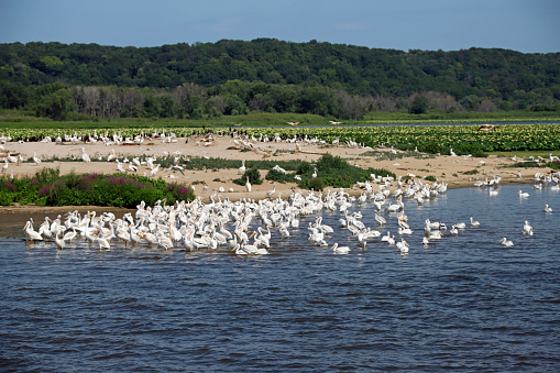 American Pelican Rookery on Mississippi River