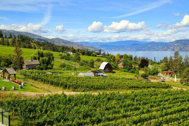 istock Organic Vineyard Kelowna Okanagan Valley 1413462014