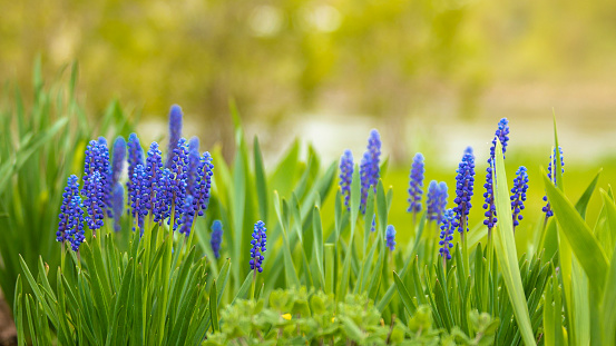 blue muscari flowers bloom in early spring in the garden