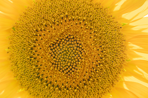 Closeup of a sunflower fractal pattern. Natural summer background