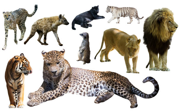 istock Set of wild mammals isolated over white 1413469081