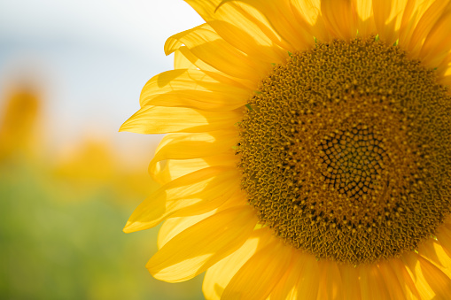 Closeup of a Sunflower