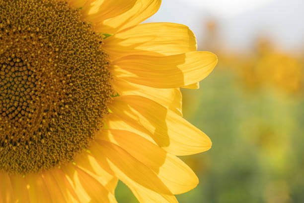 istock Closeup of a Sunflower 1413469402