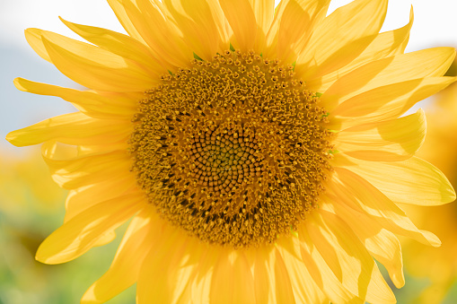 clean sunflower background. suitable for design materials, collages, and others.