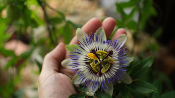 Exotic flower, tropical plant. Selective focus.