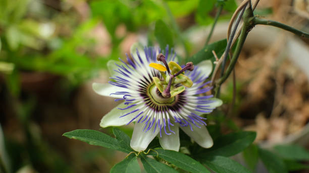 istock Exotic flower, tropical plant. Selective focus. 1413471341