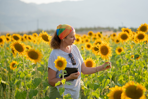 Farmer woman examining sunflower plants in a cultivated fielding summer. Agricultural occupation.