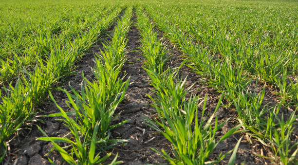istock In the spring sowing winter wheat field 1413472366