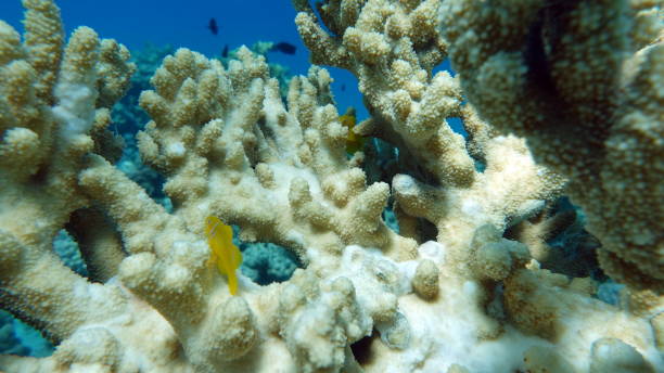 istock Beautiful fish on the Red Sea reef. 1413473427