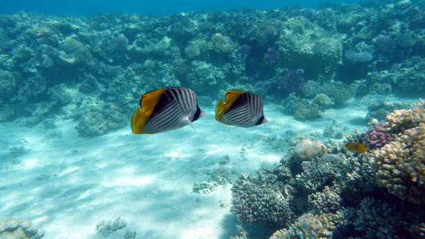 istock Beautiful fish on the Red Sea reef. 1413473458