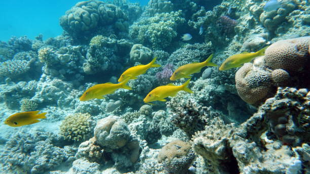 istock Beautiful fish on the Red Sea reef. 1413473493