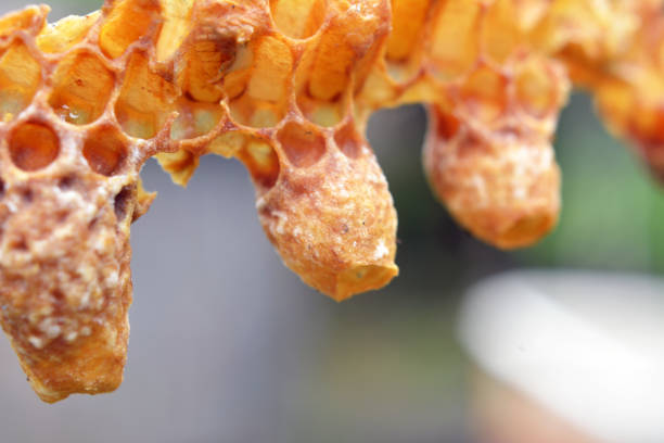 istock Not closed queen cell honey bee 1413473830