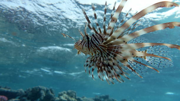 peixe leão no mar vermelho. - lionfish - fotografias e filmes do acervo