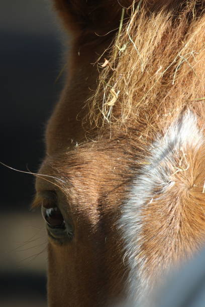 istock Close up on a horse head 1413474983