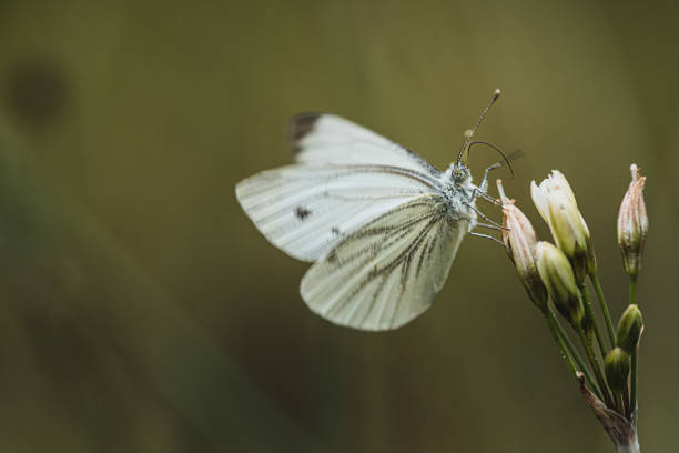 istock Green-veined White butterfly on a flower, macro bokeh 1413476410