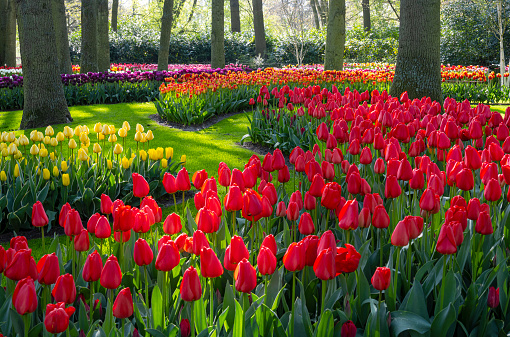 Park with multi-colored tulips and other spring flowers