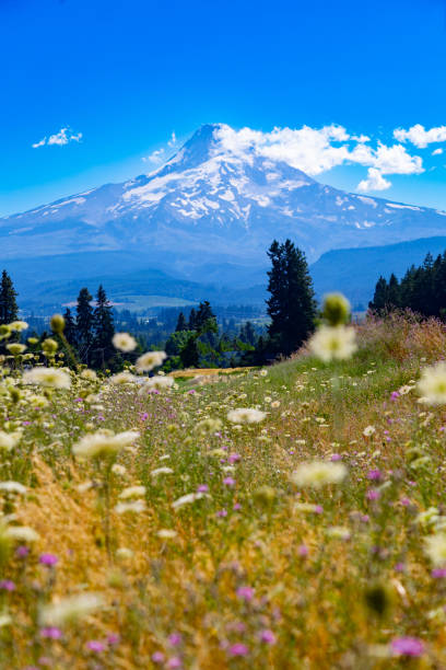 Mount Hood in summer, Oregon
