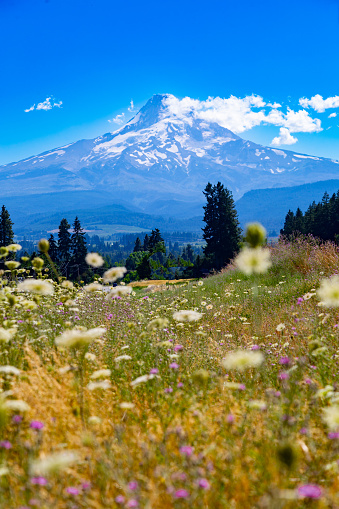 Wildflowers and Mount Hood volcano in Oregon