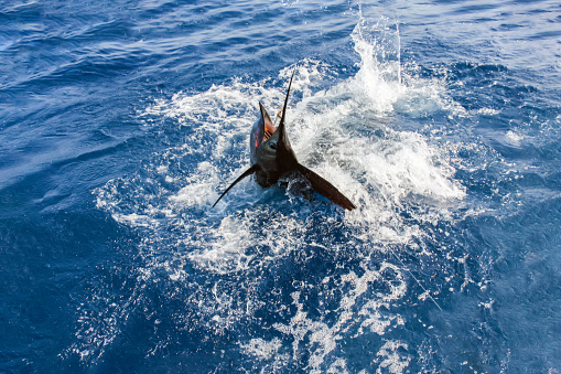 Head of sailfish in the spray of water is trying to get free from the hook. Sea fishing for large fish.