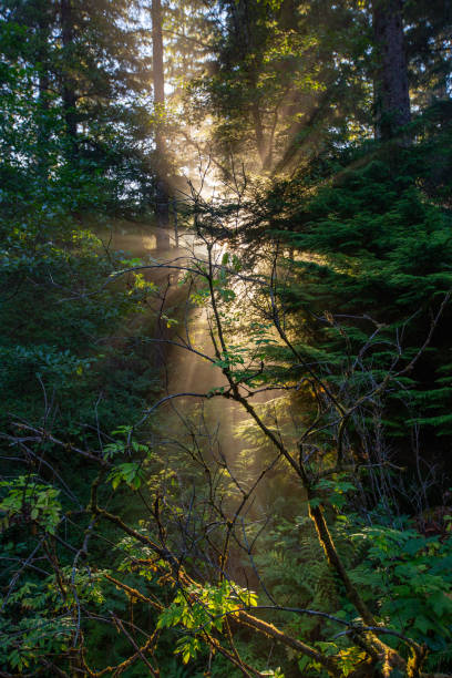 istock Sunrise in West Oswald State Park, Oregon 1413478143