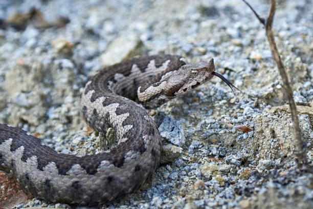 istock Nose-Horned Viper with forked tongue outside 1413478798