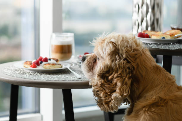 istock American Cocker Spaniel on the background of a table with a delicious breakfast. 1413479040